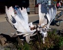 Locked antlers