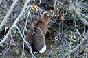 Snowshoe hare