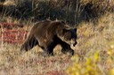 Grizzly