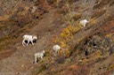 Dall sheep