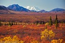 Mt. McKinley across the heather