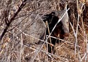Javalina