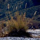 Desert grass