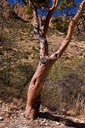 Gnarled Tree