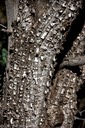 Bark Texture