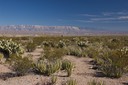 Desert near Candelilla