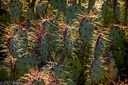Prickly Pear