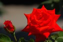 Rose from palace gardens, Vienna