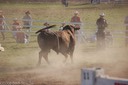 Bull in the haze