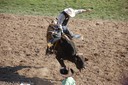 Bull Riding