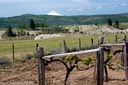 Vineyard at Dallesport overlooking Mt. Hood