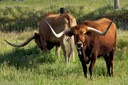 Longhorns in Starbuck