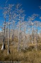 Cypress forest