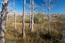 Cypress in Big Cypress