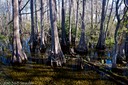 Cypress swamp