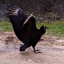 Black vulture