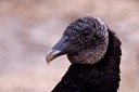 Vulture portrait