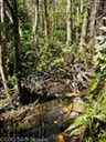 Tangled swamp