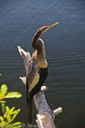 Anhinga