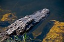 Florida Everglades