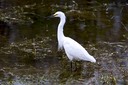 Egret