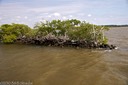 Mangrove island