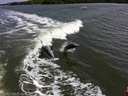 Bottlenose playing in wake