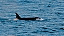 Orca cruising