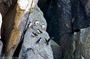 Puffins clinging to a cliff