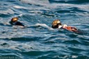 Sea otters and octopus