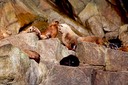 Stellar sea lions