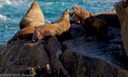 Stellar sea lions on rock