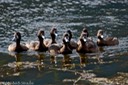 Quackers. Life is good for them!