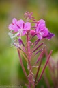 Fireweed