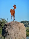 Goat on a haystack