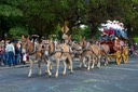 Mule Drawn Coach