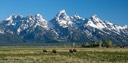 Bison on Mormon Row
