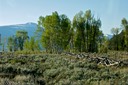 Range land in Jackson Hole
