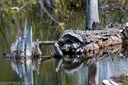 Beaver pond near Moose