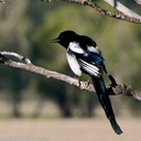 Magpie