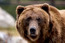 Yellowstone Wildlife