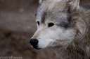 Kind Eyes