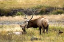 Tender moment after mating