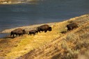 On the banks of the Yellowstone