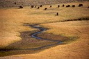 Small herd in the bottomland
