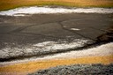 Buffalo tracks in the mud