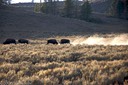 Young bulls testing themselves