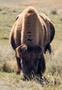 Grazing with both eyes on you