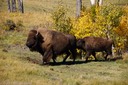 Cow and calf in Lamar Valley