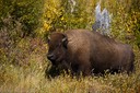 Testy buffalo